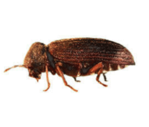 Wood Borer Beetle Doss